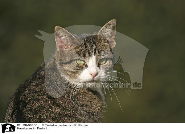 Hauskatze im Portrait / domestic cat portrait / RR-06306