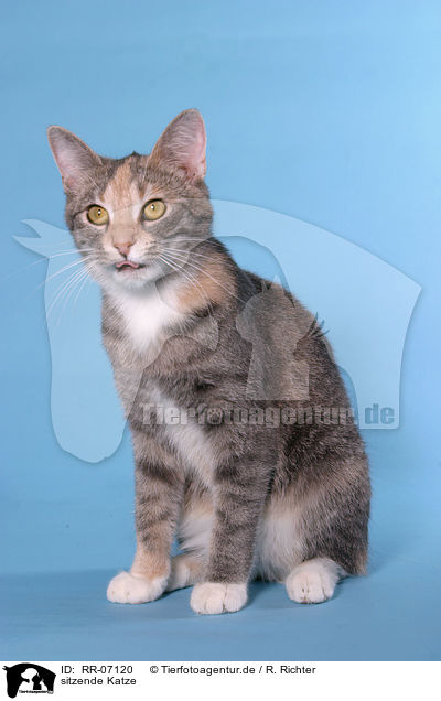 sitzende Katze / RR-07120