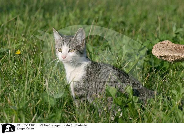 junge Katze / young cat / IP-01161