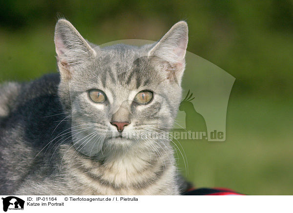 Katze im Portrait / cat portrait / IP-01164