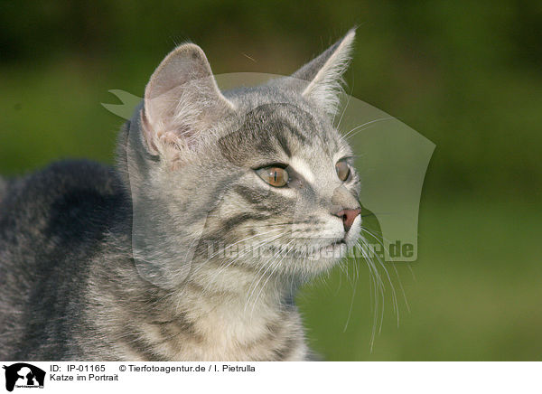 Katze im Portrait / cat portrait / IP-01165