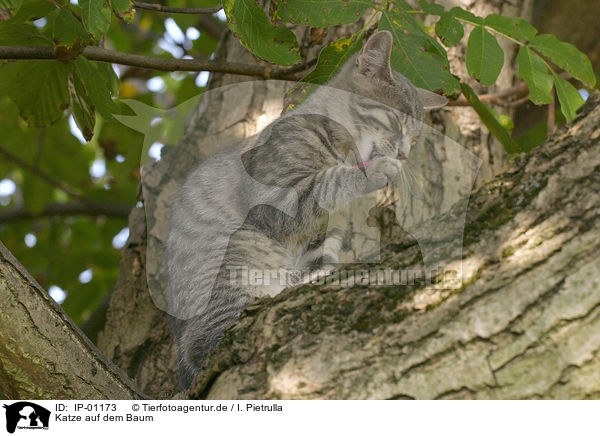 Katze auf dem Baum / cat on a tree / IP-01173