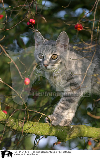 Katze auf dem Baum / cat on a tree / IP-01176