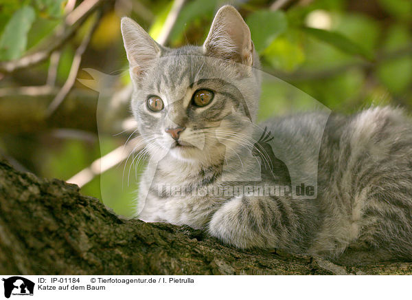 Katze auf dem Baum / cat on a tree / IP-01184