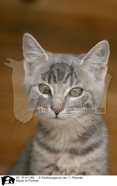 Katze im Portrait / cat portrait / IP-01188