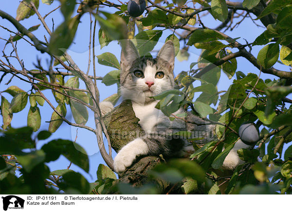 Katze auf dem Baum / cat on a tree / IP-01191