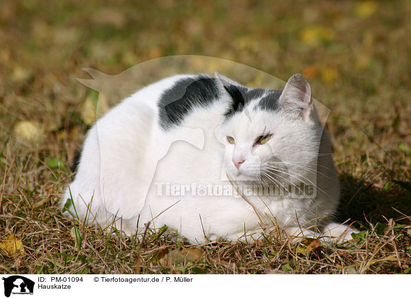 Hauskatze / domestic cat / PM-01094