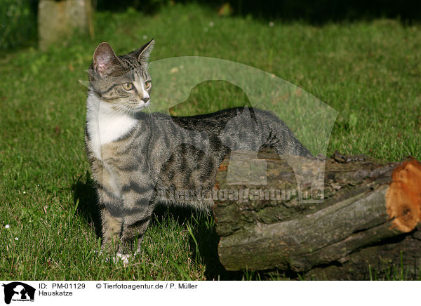 Hauskatze / domestic cat / PM-01129