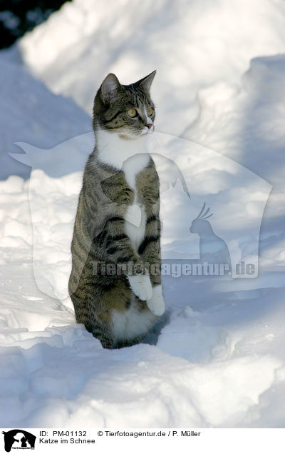 Katze im Schnee / cat in snow / PM-01132