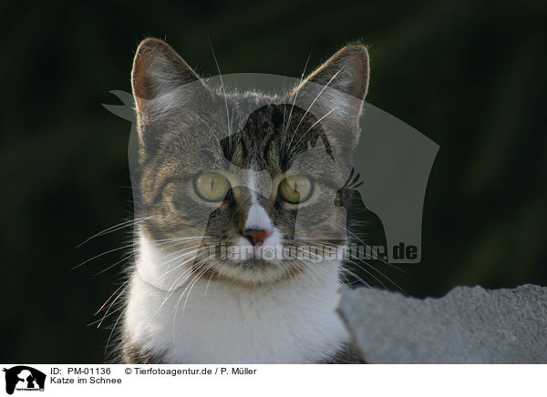 Katze im Schnee / cat in snow / PM-01136