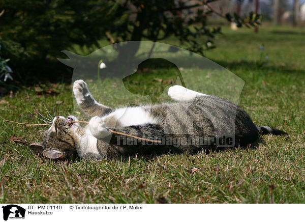 Hauskatze / domestic cat / PM-01140