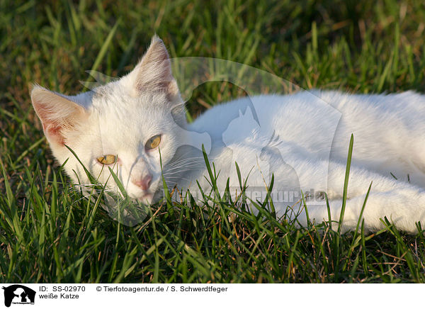 weie Katze / white cat / SS-02970