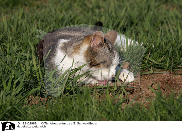 Hauskatze putzt sich / domestic cat is cleaning itself / SS-02989