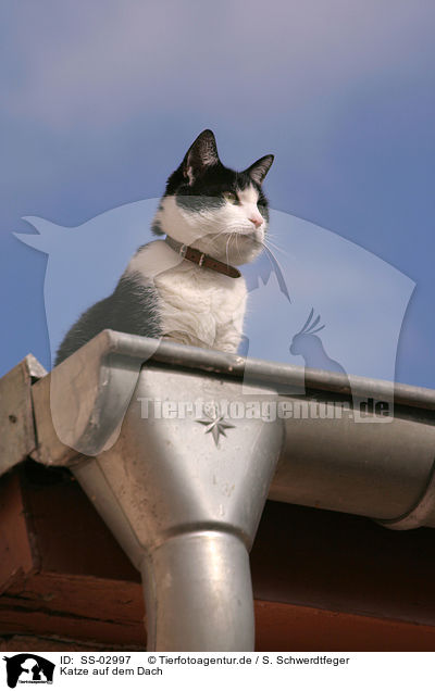 Katze auf dem Dach / cat on the roof / SS-02997