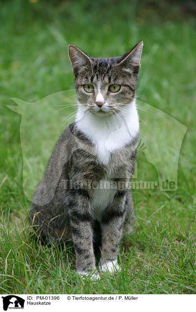 Hauskatze / domestic cat / PM-01396