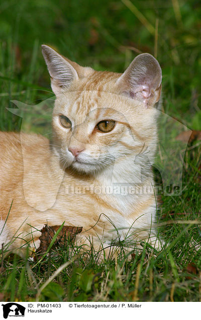 Hauskatze / domestic cat / PM-01403