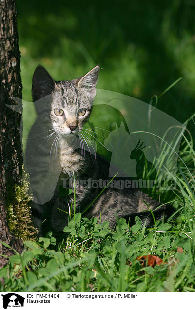 Hauskatze / domestic cat / PM-01404