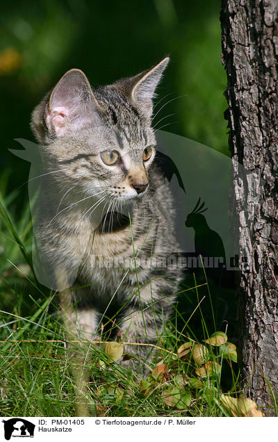 Hauskatze / domestic cat / PM-01405