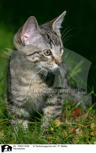 Hauskatze / domestic cat / PM-01406