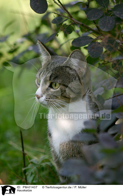 Hauskatze / domestic cat / PM-01407