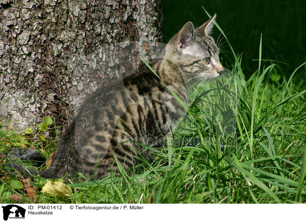 Hauskatze / domestic cat / PM-01412