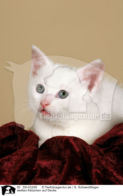 weies Ktzchen auf Decke / white kitten on blanket / SS-03295