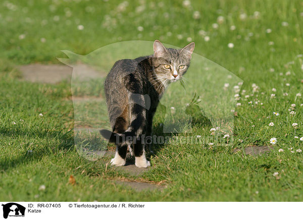 Katze / domestic cat / RR-07405