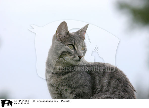 Katze Portrait / cat head / IP-01383