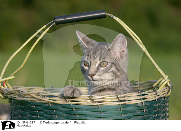 Hauskatze / domestic cat / IP-01387