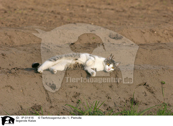 liegende Katze / lying cat / IP-01416