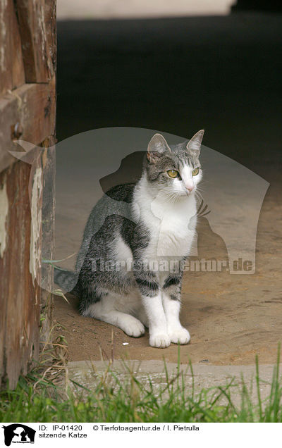 sitzende Katze / sitting cat / IP-01420