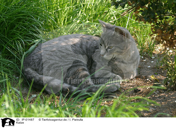 Katze / domestic cat / IP-01487