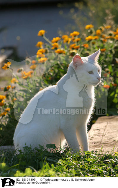 Hauskatze im Gegenlicht / domestic cat in backlight / SS-04305