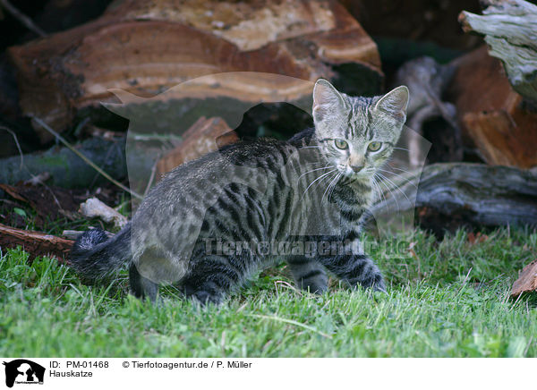 Hauskatze / domestic cat / PM-01468