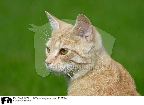 Katze im Portrait / cat head / PM-01479