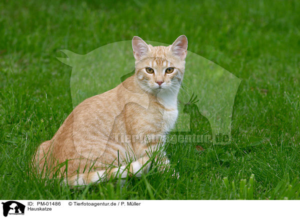 Hauskatze / domestic cat / PM-01486