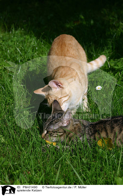 spielende Katzen / playing cats / PM-01490