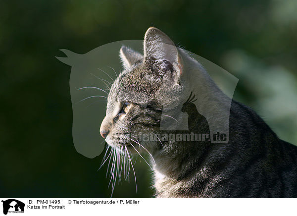 Katze im Portrait / cat head / PM-01495