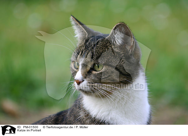 Katze im Portrait / cat head / PM-01500