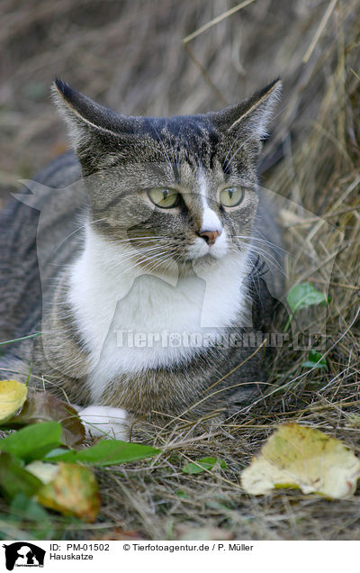 Hauskatze / domestic cat / PM-01502