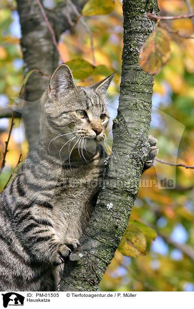 Hauskatze / domestic cat / PM-01505