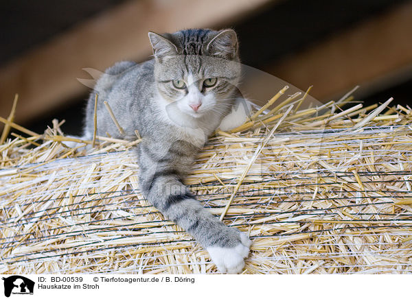 Hauskatze im Stroh / domestic cat on straw / BD-00539
