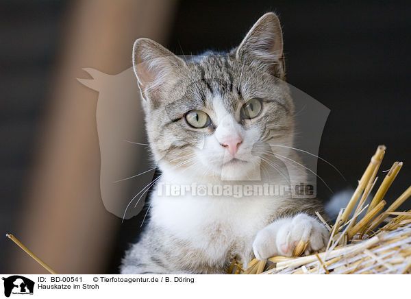Hauskatze im Stroh / domestic cat on straw / BD-00541