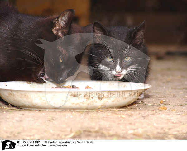 Junge Hausktzchen beim fressen / eating cats / WJP-01182