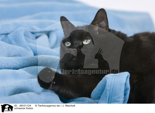 schwarze Katze / black cat / JW-01124