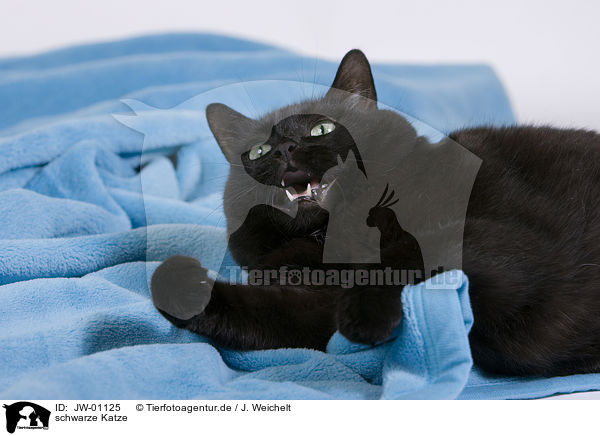 schwarze Katze / black cat / JW-01125