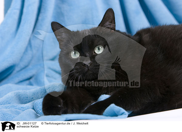 schwarze Katze / black cat / JW-01127