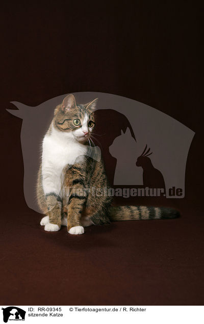 sitzende Katze / sitting cat / RR-09345