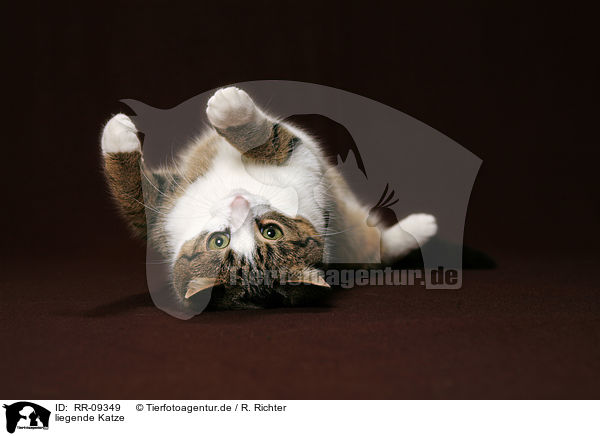 liegende Katze / lying cat / RR-09349