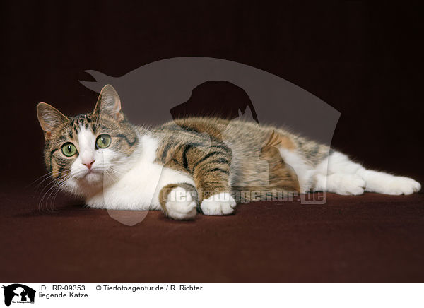 liegende Katze / lying cat / RR-09353